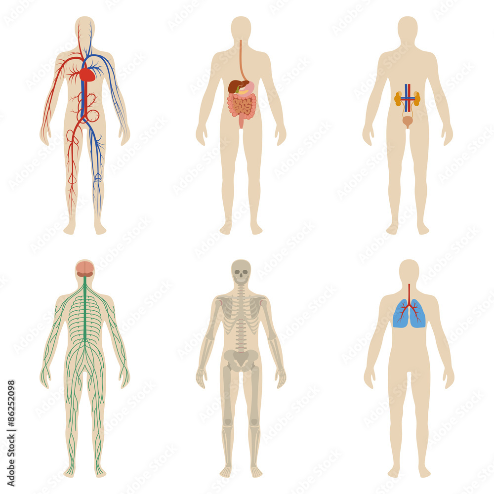 Set human organs and systems of the body vitality Set human organs and systems of the body vitality