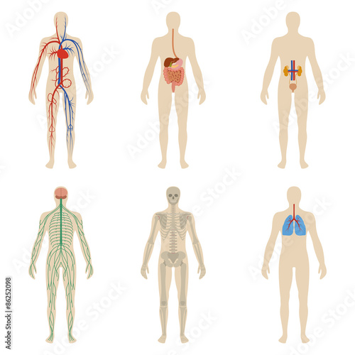 Set human organs and systems of the body vitality