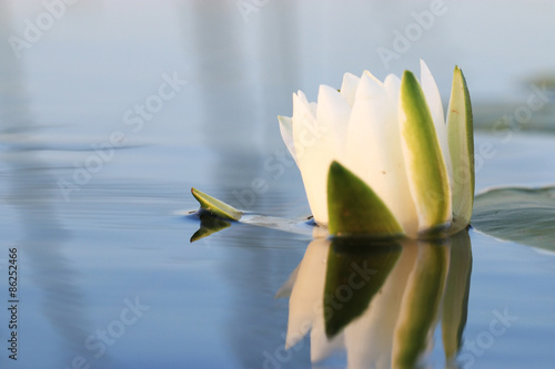 bright colorful flowers on a green background