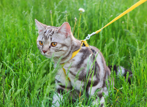 American Shorthair cat