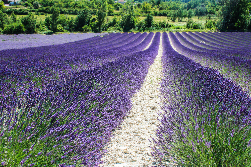 Naklejka premium Lavender fields