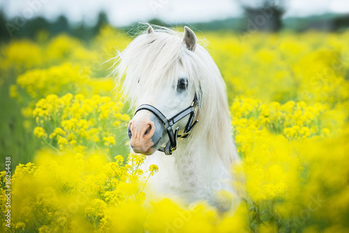 White shetland pony on the field with yellow flowers