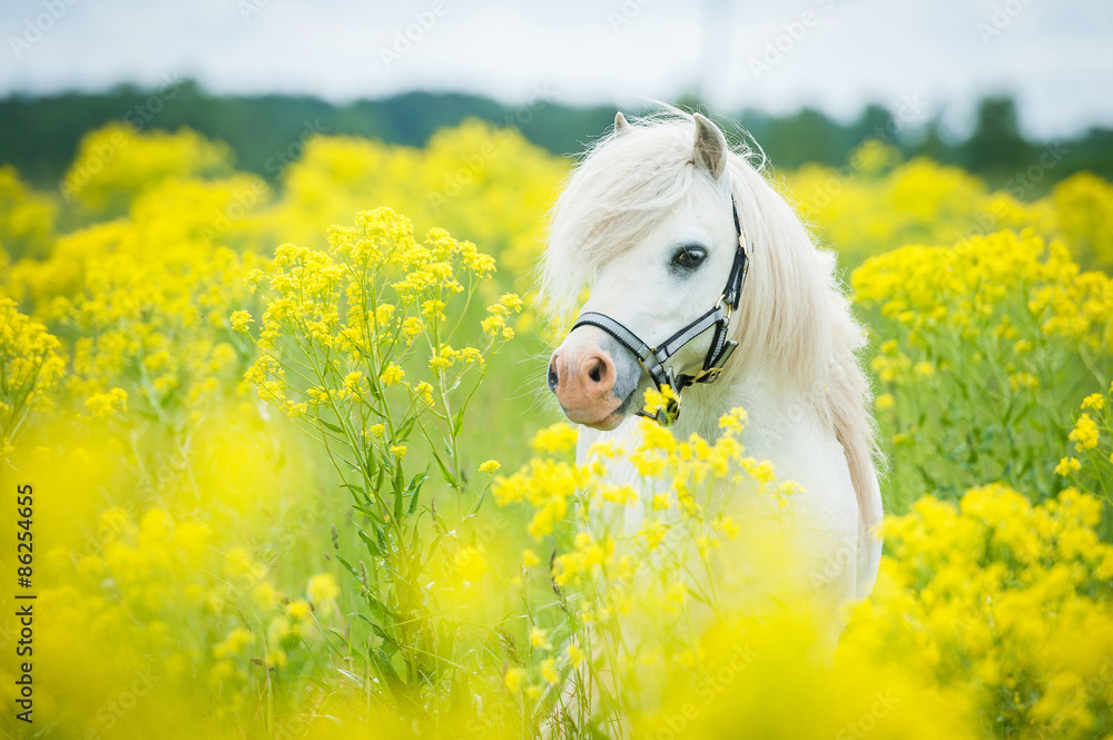 Fototapeta premium Biały kucyk szetlandzki na polu z żółtymi kwiatami
