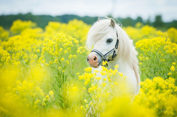 Sierkussen Geel Witte Shetlandpony in bloemenveld  © Rita Kochmarjova