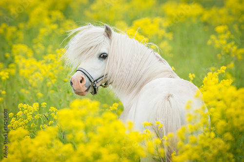 Portrait of white shetland pony looking back