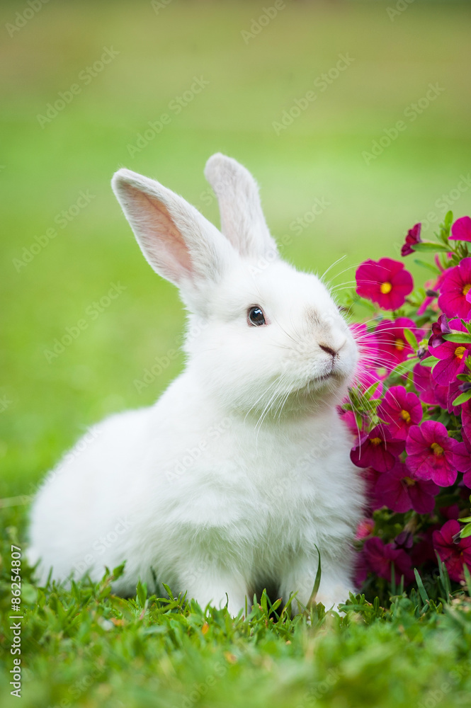 Little dwarf rabbit sitting near flowers Little dwarf rabbit sitting near flowers