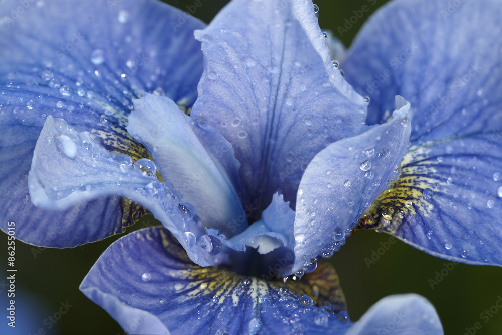 Tafelkleed Irisknop na regen - Nikkel-Art.nl