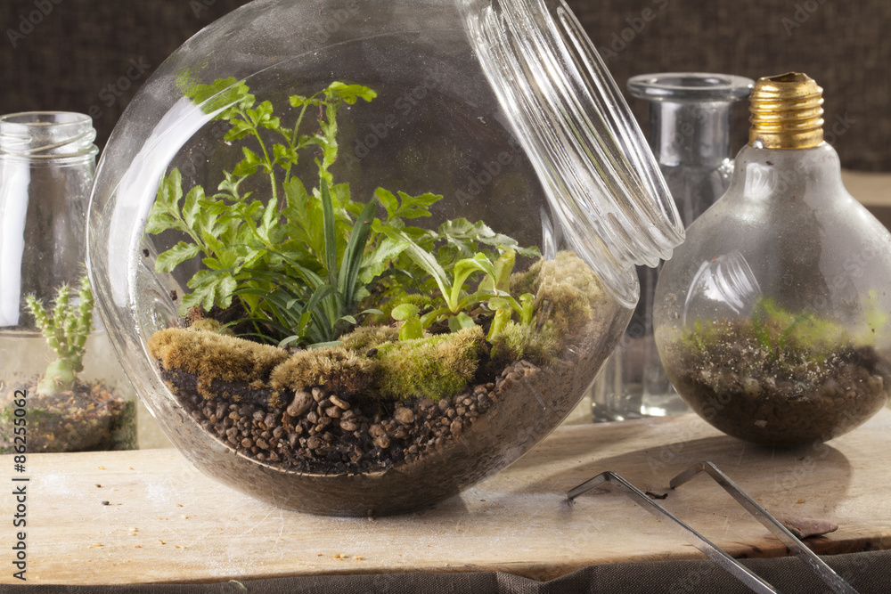 Terrarium, a hand with a tweezer making of bottle terrarium plant green house