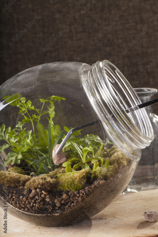 Terrarium, a hand with a tweezer making of bottle terrarium plant green house Terrarium, a hand with a tweezer making of bottle terrarium plant green house
