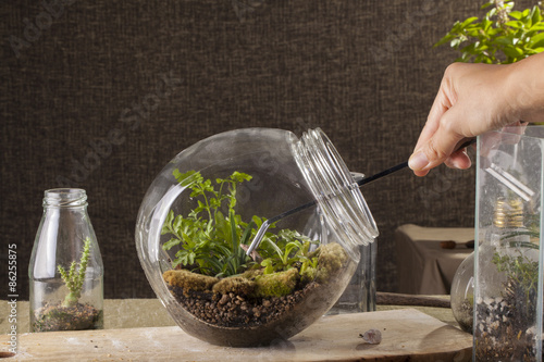 Фотография Terrarium, a hand with a tweezer making of bottle terrarium plant green house