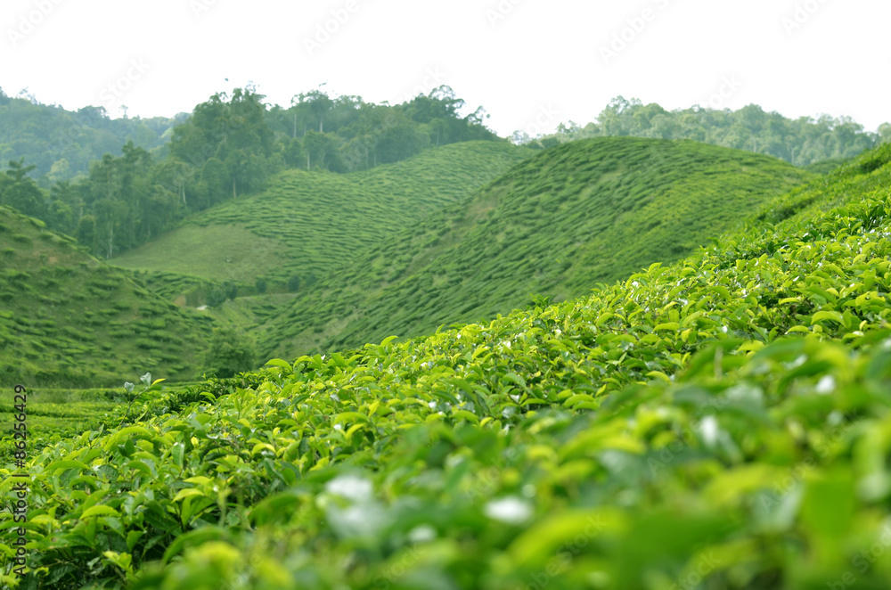 Cameron Highland - Tea Plantation