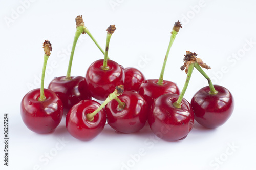 Morello cherries  photo