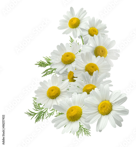 Chamomile flower vertical group right isolated on white
