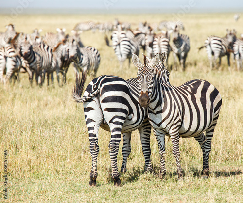 zebra and baby