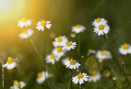 Chamomile flowers