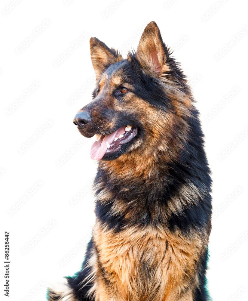 German Shepherd dog, isolated over white