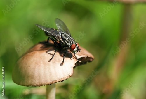 Fly sitting on a mushroom