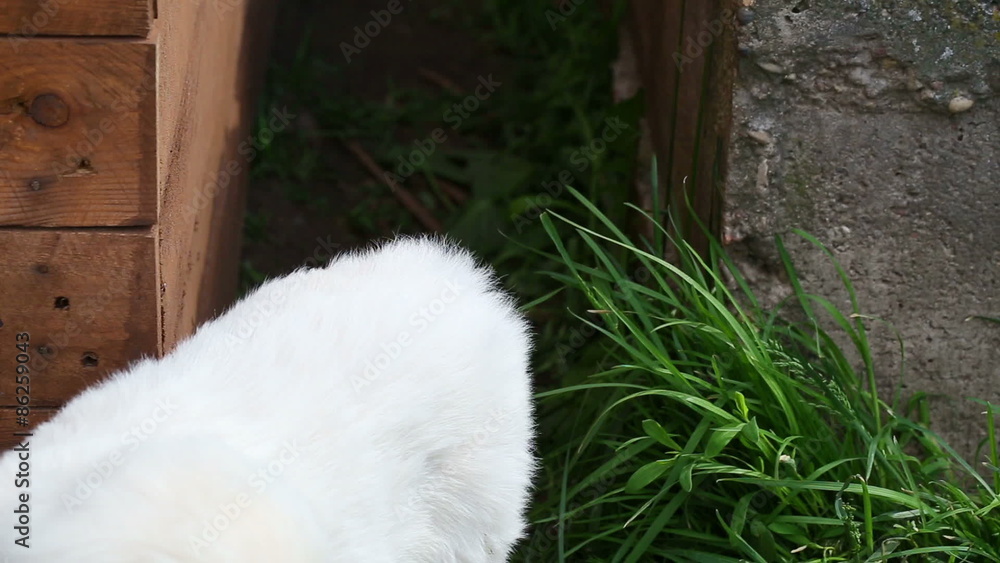 beautiful little golden retriever puppy in nature beautiful little golden retriever puppy in nature