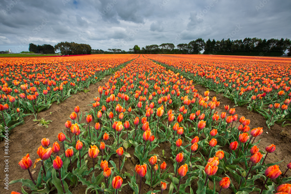 tulip farm in Edendale, New Zealand