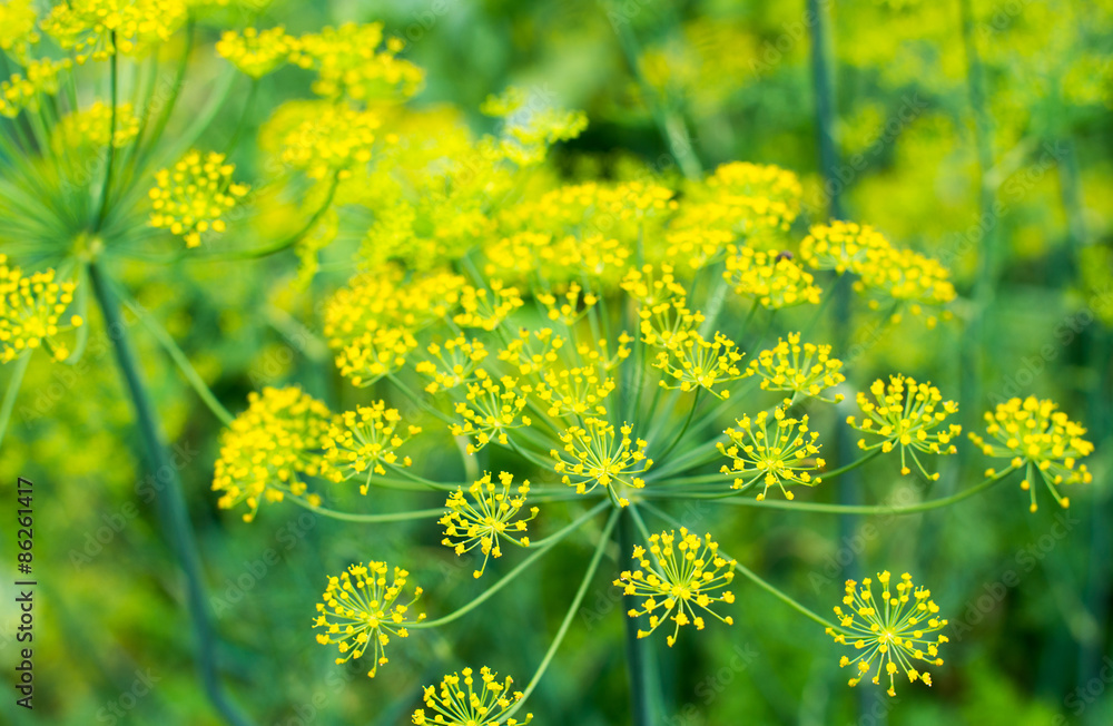 Obraz premium Yellow dill flowers