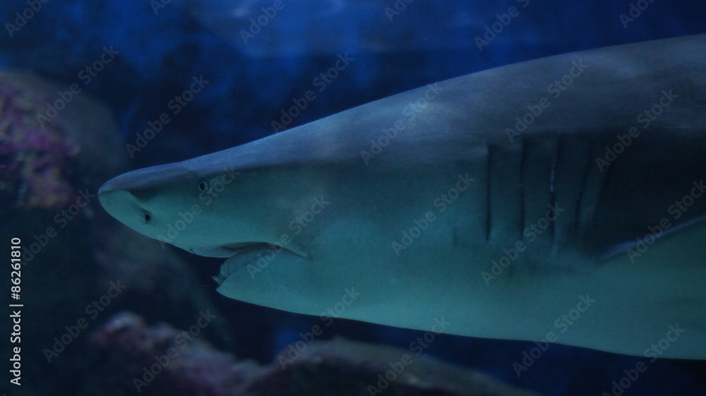 Fototapeta premium requin menaçant