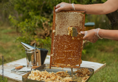 beekeeper collects the honey