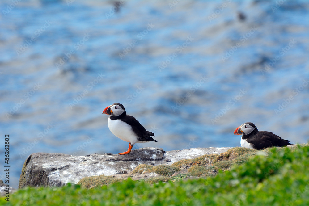 Atlantic puffins, Farne Islands Nature Reserve, England Atlantic puffins, Farne Islands Nature Reserve, England