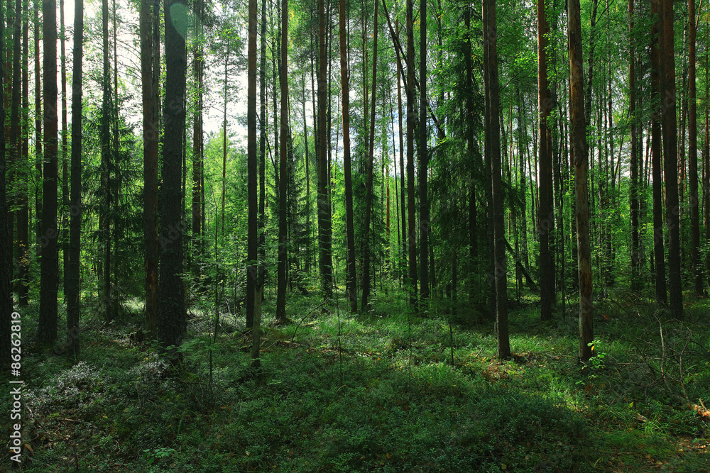 Summer dense forest landscape