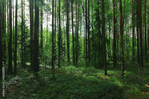 Summer dense forest landscape © kichigin19