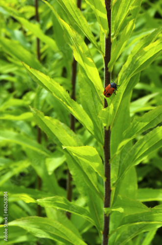 Lady bug climbing green plant. 