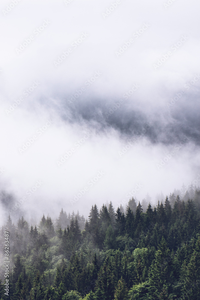 Low lying cloud over evergreen forests