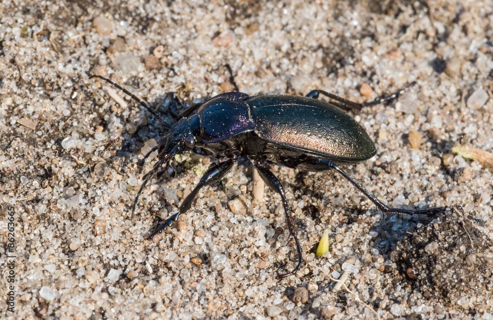 Hainlaufkäfer (Carabus nemoralis), Lüneburger Heide, Niedersachsen, Deutschland, Europa Hainlaufkäfer (Carabus nemoralis), Lüneburger Heide, Niedersachsen, Deutschland, Europa