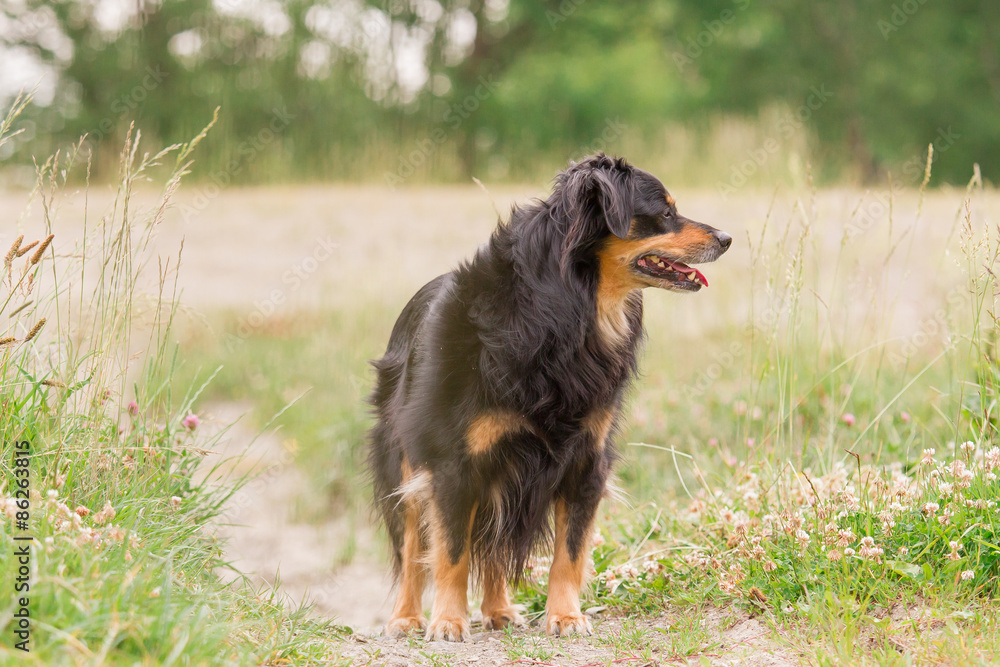 A dog stands on a meadow and looks aside A dog stands on a meadow and looks aside