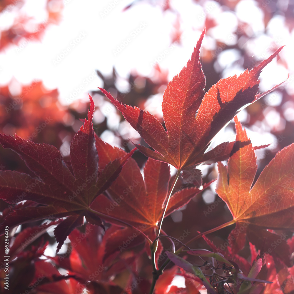 acer palmatum or japanese maple leaves detail, red nature backgr acer palmatum or japanese maple leaves detail, red nature backgr
