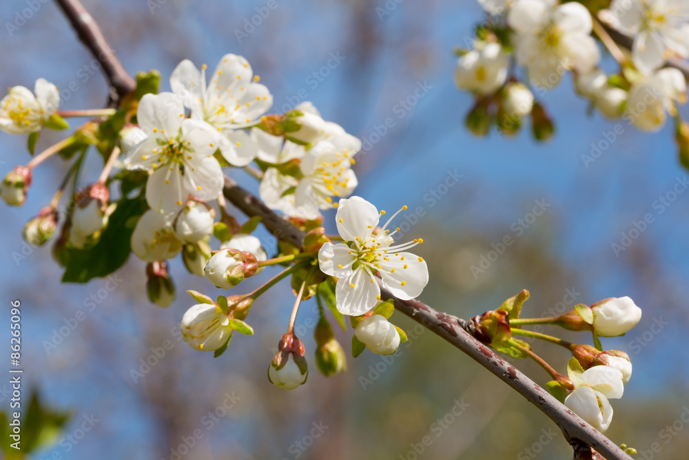 Branch of the blossoming cherry with beautiful flowers close up