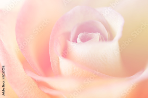 Pink-yellow rose as a background for design