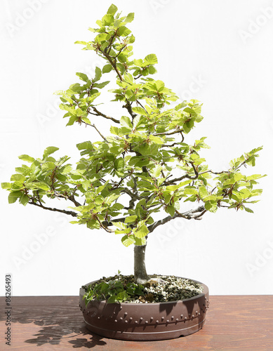 European or Common Beech (Fagus sylvatica) bonsai
