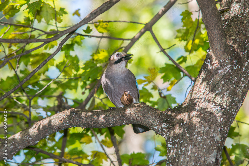 Jay with a nut on a tree in the forest Jay with a nut on a tree in the forest
