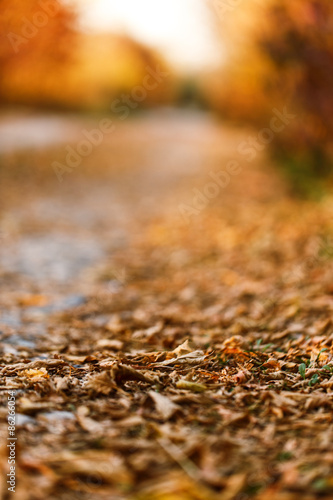 Autumn park road