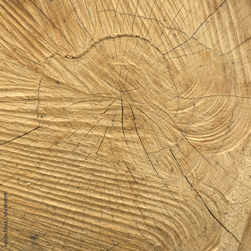 Fototapeta premium chopped tree trunk background