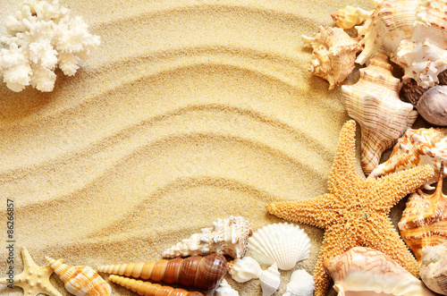 Sea shells with sand as background. Summer beach.