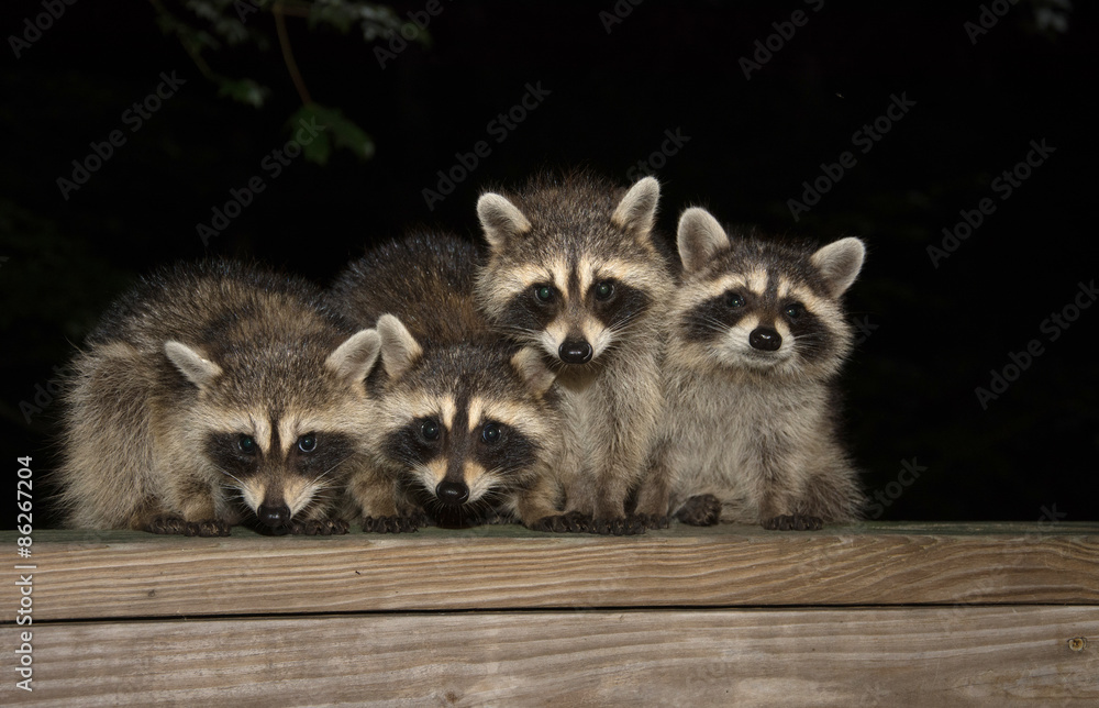 Fototapeta premium Four cute baby raccoons on a deck railing