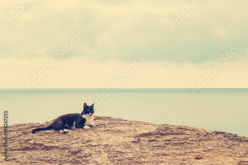 The  cat on the beach. © Julia29photo