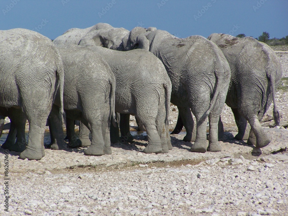 Fototapeta premium Elefantenhintern