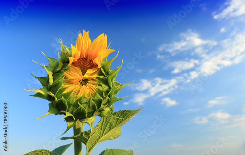 Fototapeta Naklejka Na Ścianę i Meble -  Close-up of the green bud of a sunflower