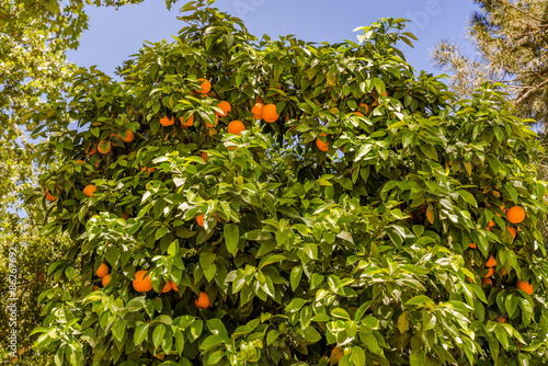 The fruit of the orange tree