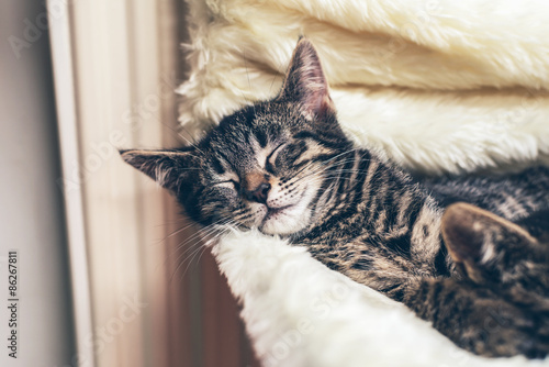 Fototapeta Naklejka Na Ścianę i Meble -  Adorable little tabby kitten lying fast asleep