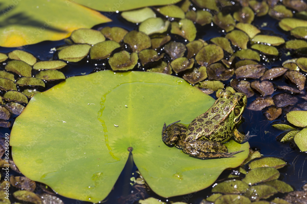 Fototapeta premium Green Frog in a wetland