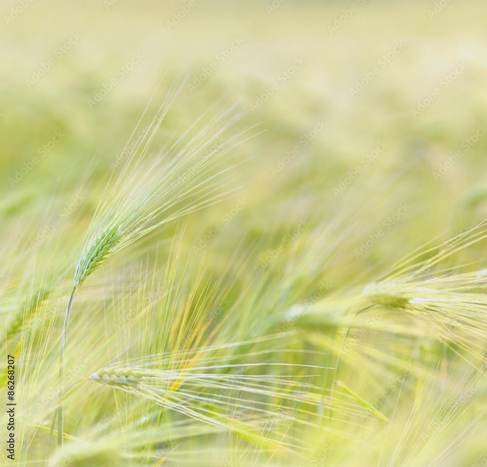 Wheat field Wheat field