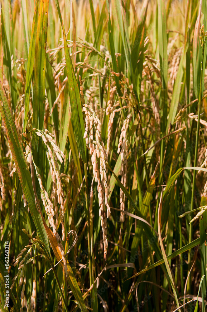 Obraz premium Rice Paddy Field